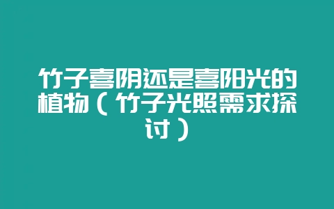 竹子喜阴还是喜阳光的植物（竹子光照需求探讨）-会东网