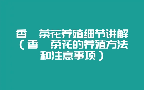 香妃茶花养殖细节讲解（香妃茶花的养殖方法和注意事项）-会东网
