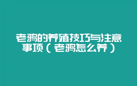 老鸦的养殖技巧与注意事项（老鸦怎么养）-会东网