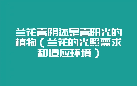 兰花喜阴还是喜阳光的植物（兰花的光照需求和适应环境）-会东网