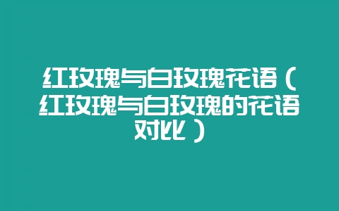 红玫瑰与白玫瑰花语（红玫瑰与白玫瑰的花语对比）-会东网
