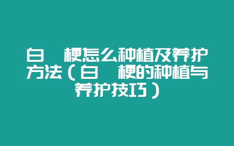 白桔梗怎么种植及养护方法（白桔梗的种植与养护技巧）-会东网