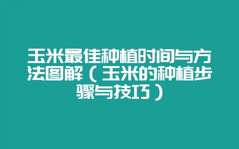 玉米最佳种植时间与方法图解(玉米的种植步骤与技巧)-会东网
