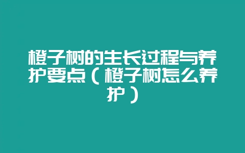 橙子树的生长过程与养护要点（橙子树怎么养护）-会东网