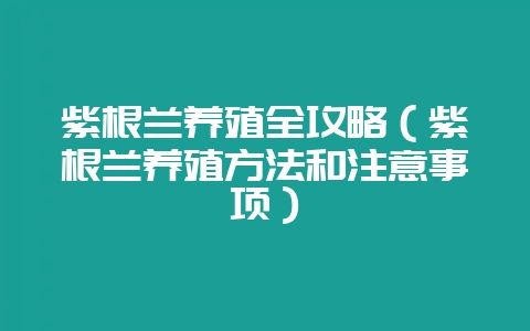 紫根兰养殖全攻略（紫根兰养殖方法和注意事项）-会东网