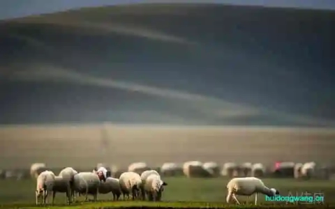 怀孕的可以吃羊肉吗-会东网