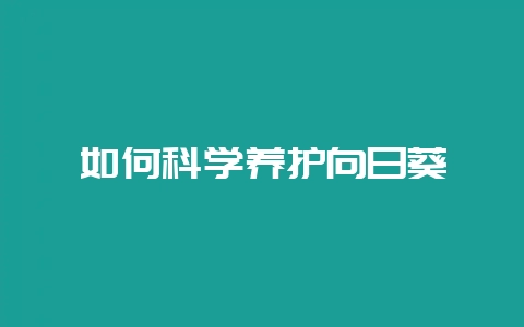 如何科学养护向日葵-会东网