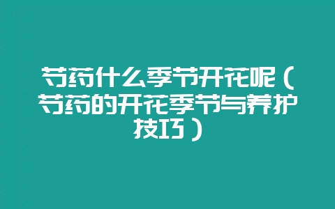 芍药什么季节开花呢（芍药的开花季节与养护技巧）-会东网