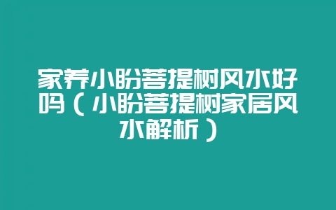 家养小盼菩提树风水好吗（小盼菩提树家居风水解析）-会东网