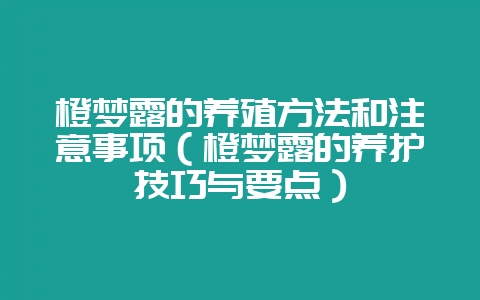 橙梦露的养殖方法和注意事项（橙梦露的养护技巧与要点）-会东网