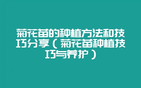 菊花苗的种植方法和技巧分享（菊花苗种植技巧与养护）-会东网