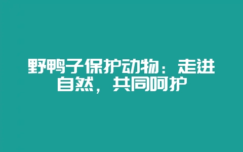 野鸭子保护动物:走进自然,共同呵护插图 野鸭子保护动物:走进自然,共同呵护插图