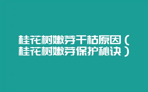 桂花树嫩芽干枯原因（桂花树嫩芽保护秘诀）-会东网