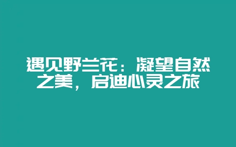 遇见野兰花：凝望自然之美，启迪心灵之旅-会东网