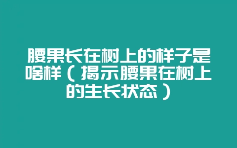 腰果长在树上的样子是啥样（揭示腰果在树上的生长状态）-会东网