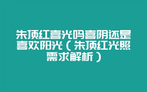 朱顶红喜光吗喜阴还是喜欢阳光(朱顶红光照需求解析)插图 朱顶红喜光吗喜阴还是喜欢阳光(朱顶红光照需求解析)插图