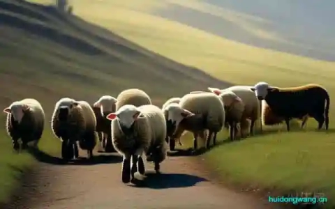 驴肉好吃还是羊肉好吃（驴肉与羊肉口感的对比）_-会东网