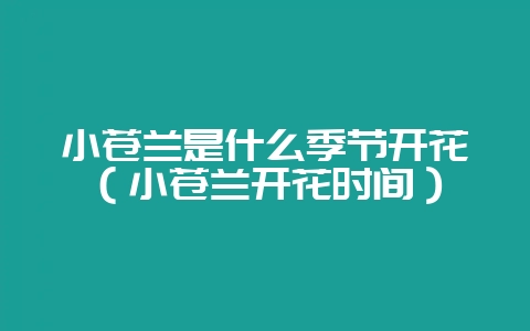 小苍兰是什么季节开花（小苍兰开花时间）-会东网
