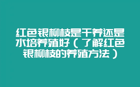 红色银柳枝是干养还是水培养殖好（了解红色银柳枝的养殖方法）-会东网