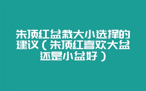 朱顶红盆栽大小选择的建议（朱顶红喜欢大盆还是小盆好）-会东网