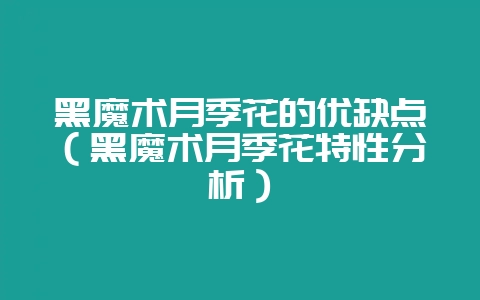 黑魔术月季花的优缺点(黑魔术月季花特性分析)-会东网