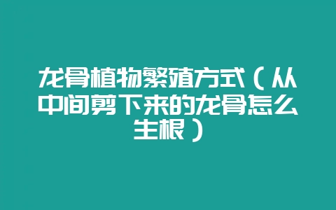龙骨植物繁殖方式（从中间剪下来的龙骨怎么生根）-会东网