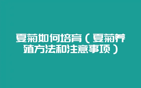 夏菊如何培育（夏菊养殖方法和注意事项）-会东网
