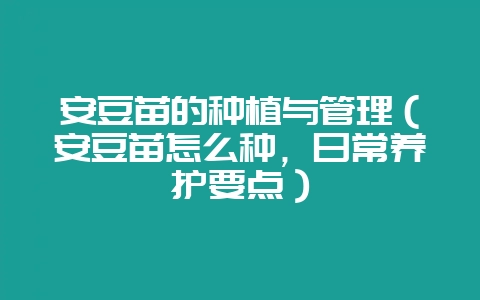安豆苗的种植与管理（安豆苗怎么种，日常养护要点）-会东网