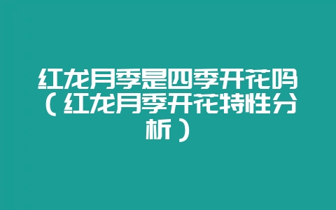 红龙月季是四季开花吗（红龙月季开花特性分析）-会东网