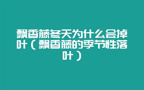 飘香藤冬天为什么会掉叶（飘香藤的季节性落叶）-会东网