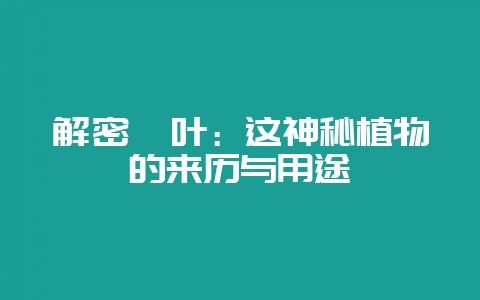 解密粽叶:这神秘植物的来历与用途插图 解密粽叶:这神秘植物的来历与用途插图