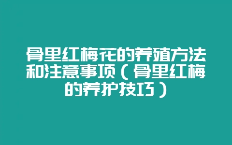 骨里红梅花的养殖方法和注意事项（骨里红梅的养护技巧）-会东网