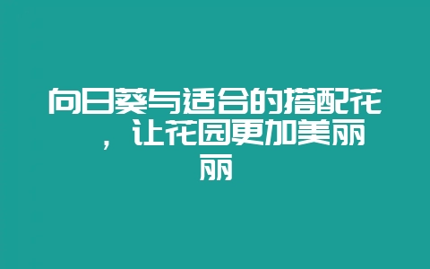 向日葵与适合的搭配花卉，让花园更加美丽绚丽-会东网