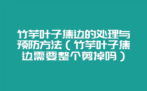 竹芋叶子焦边的处理与预防方法（竹芋叶子焦边需要整个剪掉吗）-会东网