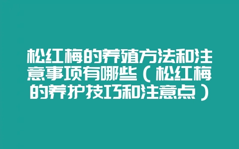 松红梅的养殖方法和注意事项有哪些（松红梅的养护技巧和注意点）-会东网