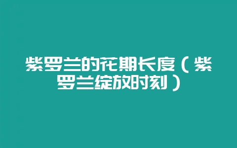 紫罗兰的花期长度（紫罗兰绽放时刻）-会东网