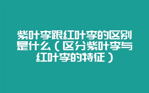 紫叶李跟红叶李的区别是什么（区分紫叶李与红叶李的特征）-会东网