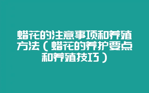 蜡花的注意事项和养殖方法（蜡花的养护要点和养殖技巧）-会东网
