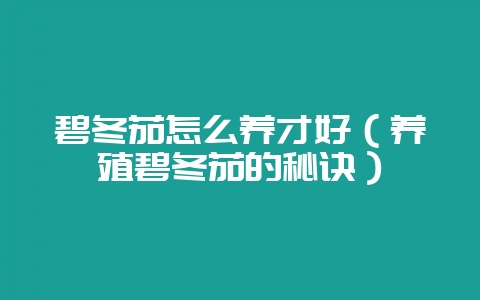 碧冬茄怎么养才好(养殖碧冬茄的秘诀)插图 碧冬茄怎么养才好(养殖碧冬茄的秘诀)插图
