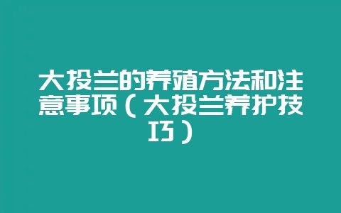 大头兰的养殖方法和注意事项(大头兰养护技巧)插图 大头兰的养殖方法和注意事项(大头兰养护技巧)插图