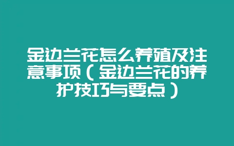 金边兰花怎么养殖及注意事项（金边兰花的养护技巧与要点）-会东网