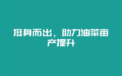 挺身而出,助力油菜亩产提升插图 挺身而出,助力油菜亩产提升插图
