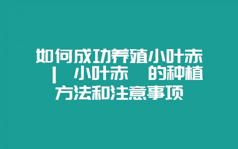 如何成功养殖小叶赤楠 ｜ 小叶赤楠的种植方法和注意事项-会东网