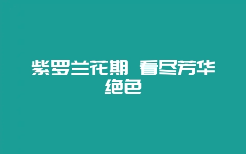 紫罗兰花期 看尽芳华绝色插图 紫罗兰花期 看尽芳华绝色插图