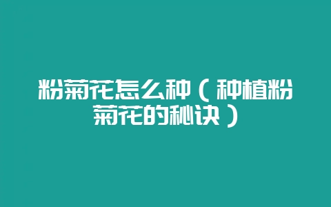 粉菊花怎么种（种植粉菊花的秘诀）-会东网