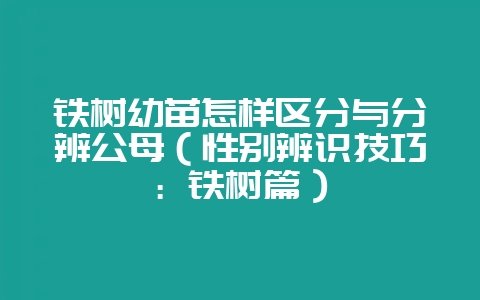 铁树幼苗怎样区分与分辨公母（性别辨识技巧：铁树篇）-会东网