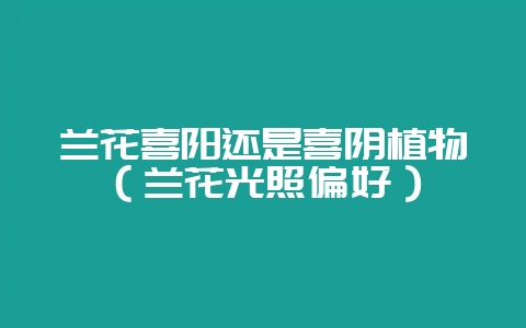 兰花喜阳还是喜阴植物（兰花光照偏好）-会东网