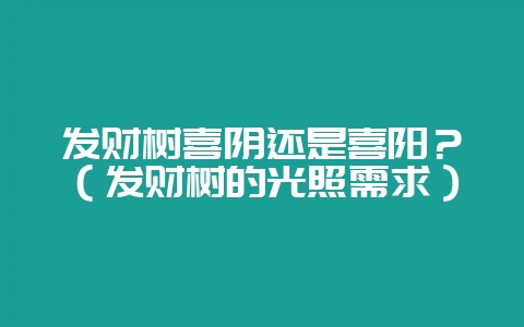 发财树喜阴还是喜阳？（发财树的光照需求）-会东网