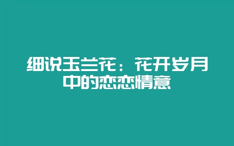 细说玉兰花：花开岁月中的恋恋情意-会东网