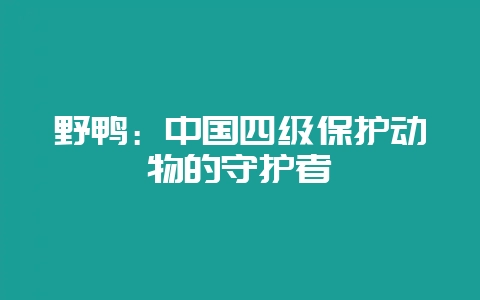 野鸭:中国四级保护动物的守护者插图 野鸭:中国四级保护动物的守护者插图
